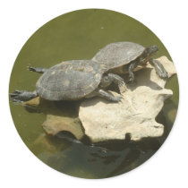 Sunbathing turtles round sticker