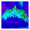 Sunbathing Vulture posters by nutscode Sunbathing Vulture posters
