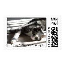 Sunbeam Gabe Spay * Neuter * Adopt postage