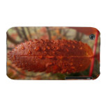 Sunbeam on Mountain Ash iPhone 3 Cover