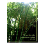 Sunbeam Postcards