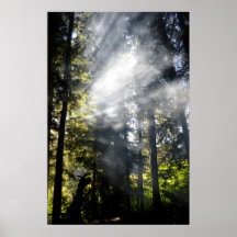 Sunbeams Posters