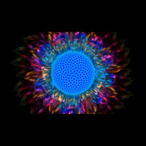 Sunburst Daisy (Inverted) posters