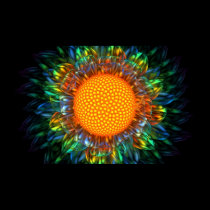 Sunburst Daisy posters