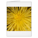 Sunburst Greeting Cards