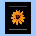 Sunburst posters