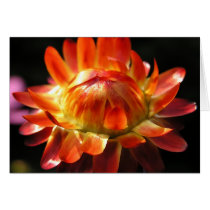 Sunburst Strawflower card cards