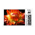 Sunburst: Strawflower Postage Stamp by kerstitch Sunburst: Strawflower Postage Stamp