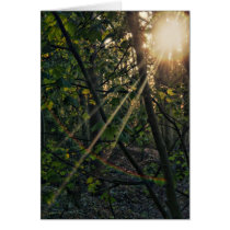 Sunburst through the trees card cards