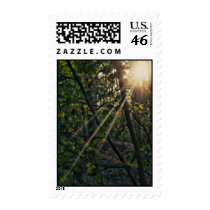 Sunburst through the trees postage stamps