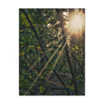 Sunburst through the trees postcard postcards