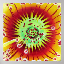 SUNDEW FLYCATCHER POSTER