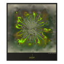 sundew posters by darkchrystal sundew posters