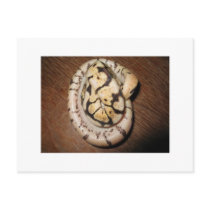 Sundin Ball Pythons postcards