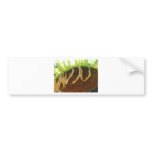 Sundown bumper stickers