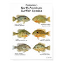 Sunfish Poster posters