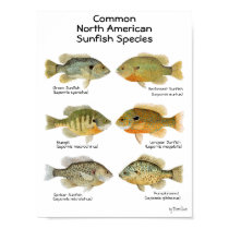 Sunfish Poster posters