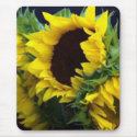 Sunfllower Study by debbieophotography mousepads by dlucas14 Sunfllower Study by debbieophotography mousepads