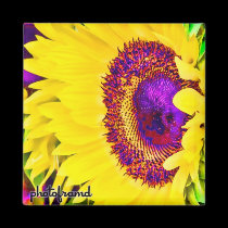 Sunflower1 Pop magnets