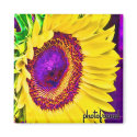 Sunflower2 Pop magnets