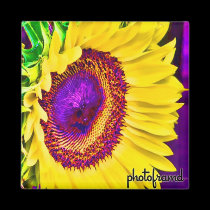 Sunflower2 Pop magnets