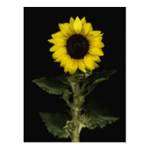 Sunflower 11 post card