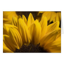 sunflower 1 cards