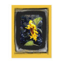 Sunflower 1 Postcard