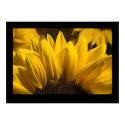 Sunflower 1 posters