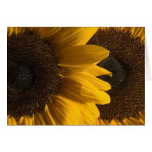 Sunflower 2 greeting cards
