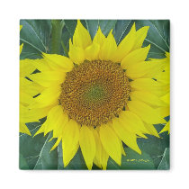 'Sunflower 2' Refrigerator Magnets