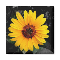 Sunflower 2 magnets