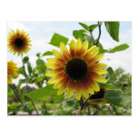 sunflower 2 post card