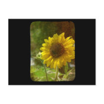 Sunflower 2 postcards
