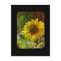 Sunflower 2 postcards