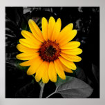 Sunflower 2 posters