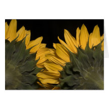 Sunflower 3 greeting card