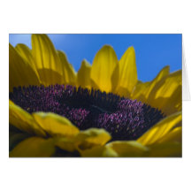 Sunflower 4 greeting card