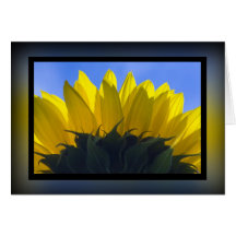 Sunflower 5 cards