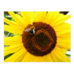 Sunflower and a Bee Post Card