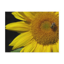 sunflower and bee postcard