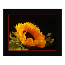 Sunflower and Berries posters