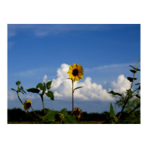 Sunflower and Clouds posters