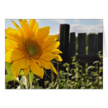 Sunflower and Fence Cards