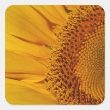 Sunflower and meaning square sticker