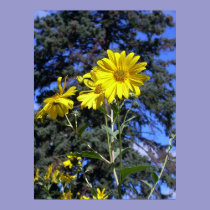 sunflower and pine poster posters