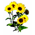 sunflower art t-shirts