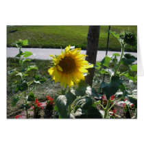 Sunflower at end of summer cards