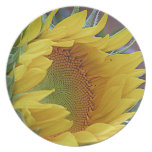 Sunflower Awakening Plates