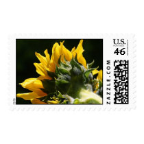 Sunflower backside postage stamp